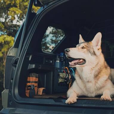 2027 Honda Passport TrailSport Elite cargo area featuring a dog and pet accessories (Mid-Size SUV).